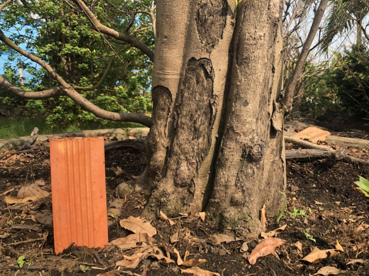 Chơi mai Chơi mai