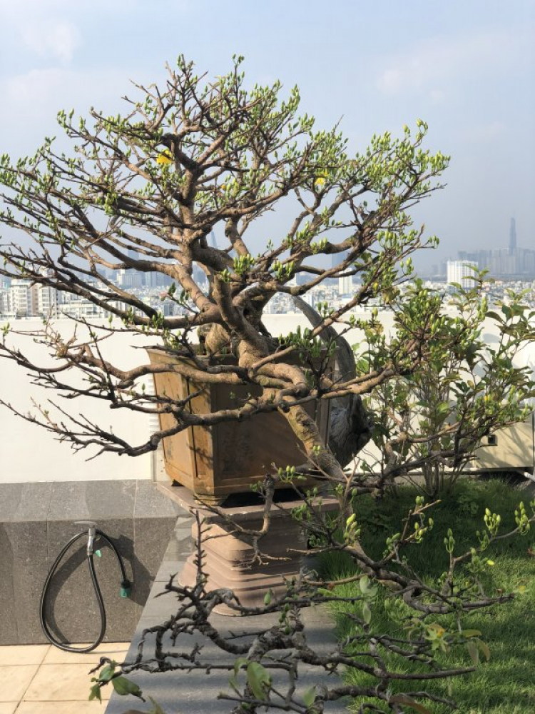 Chơi mai Chơi mai