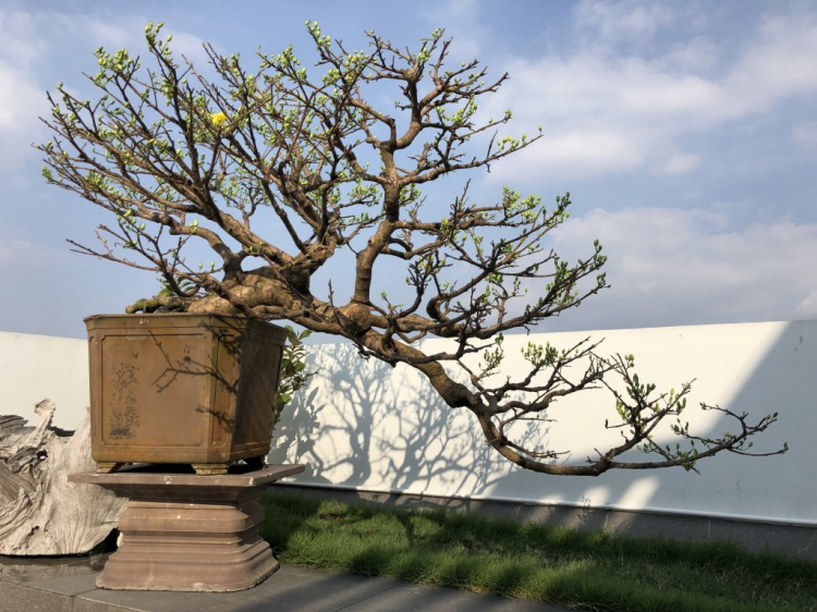 Chơi mai Chơi mai