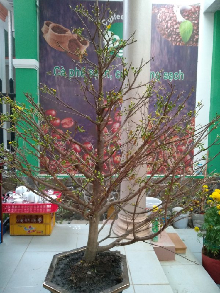 Chơi mai Chơi mai