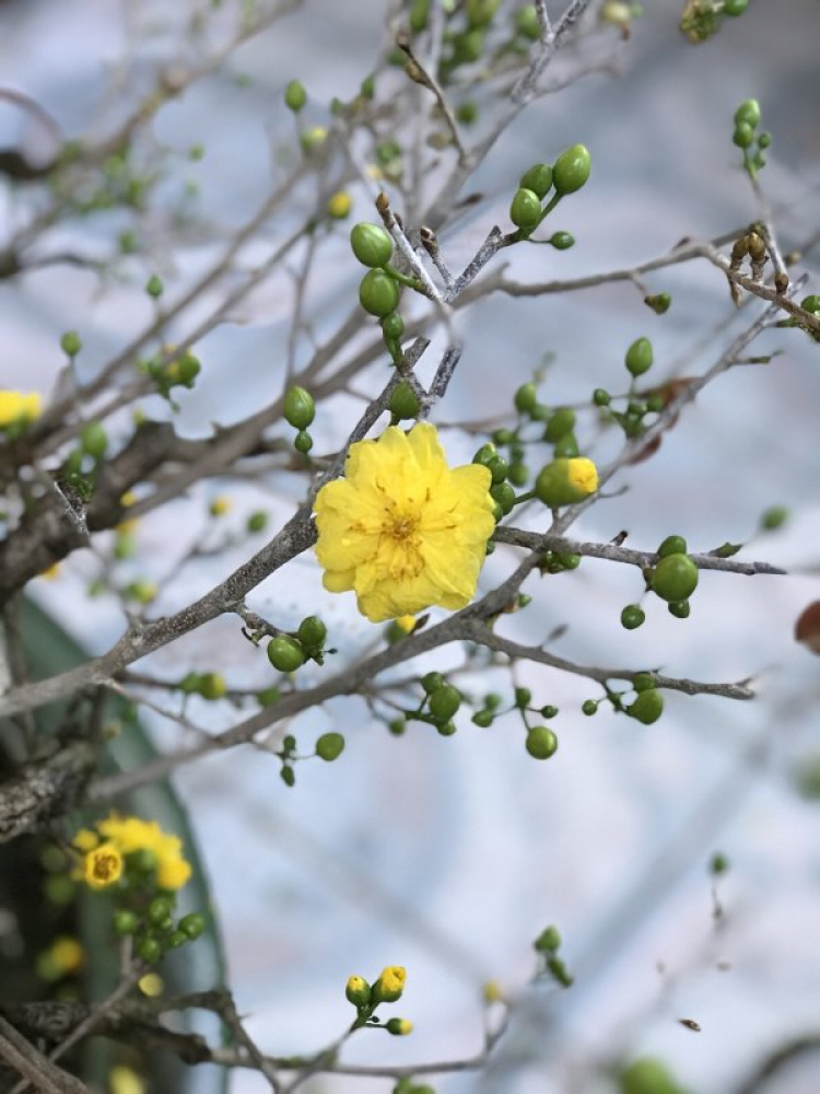 Chơi mai Chơi mai