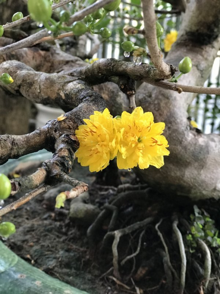 Chơi mai Chơi mai