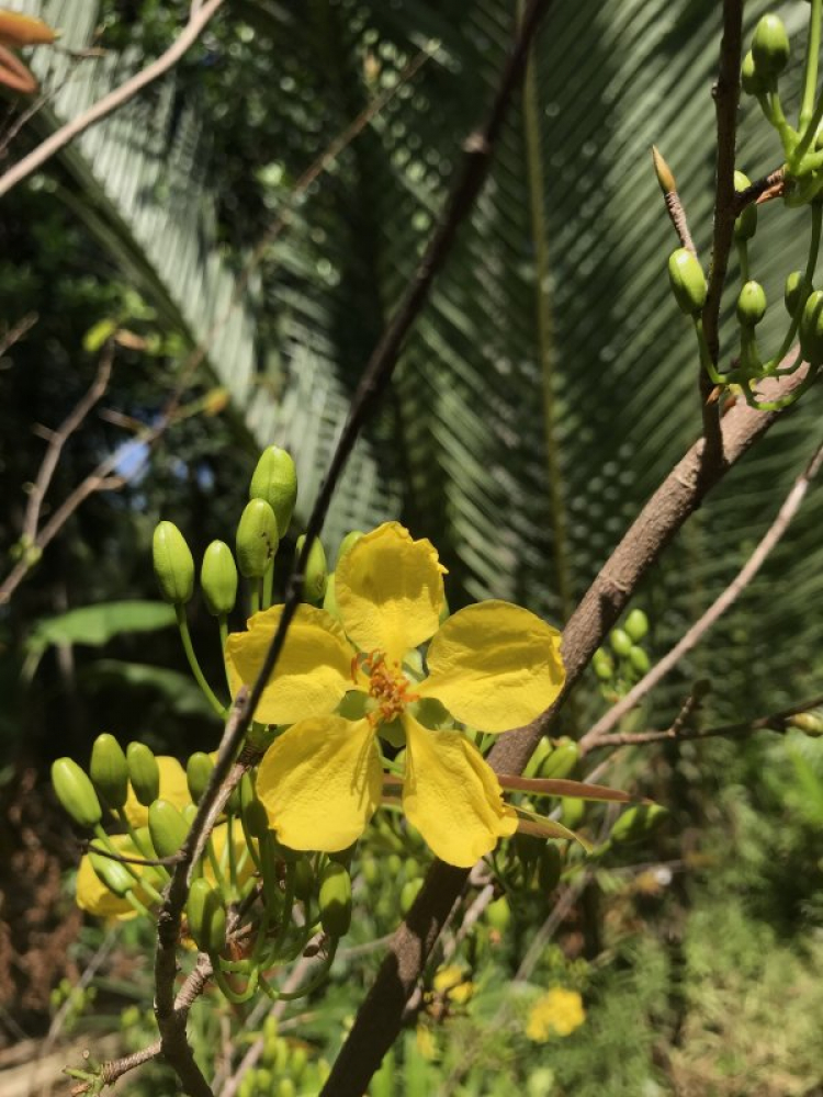 Mai tết