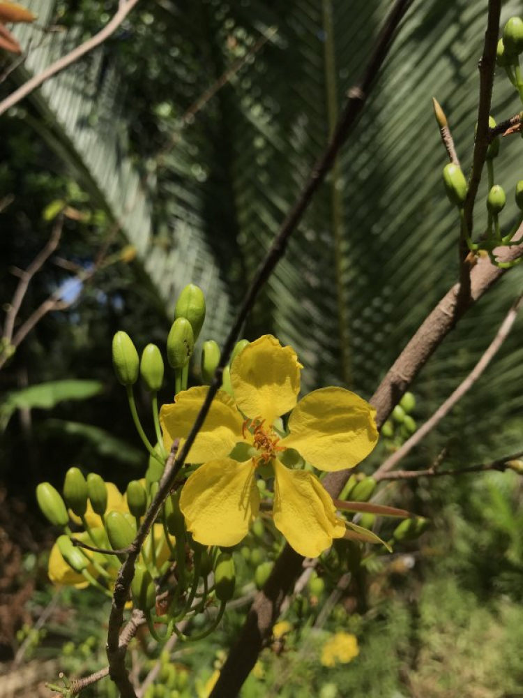 Mai tết Mai tết