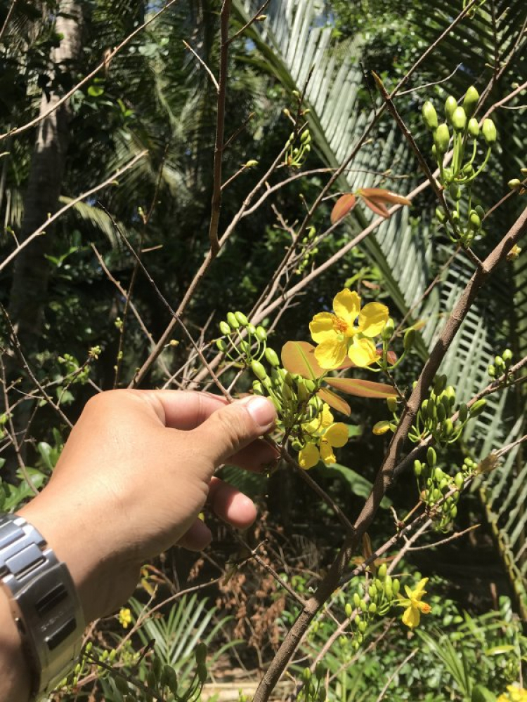 Mai tết Mai tết