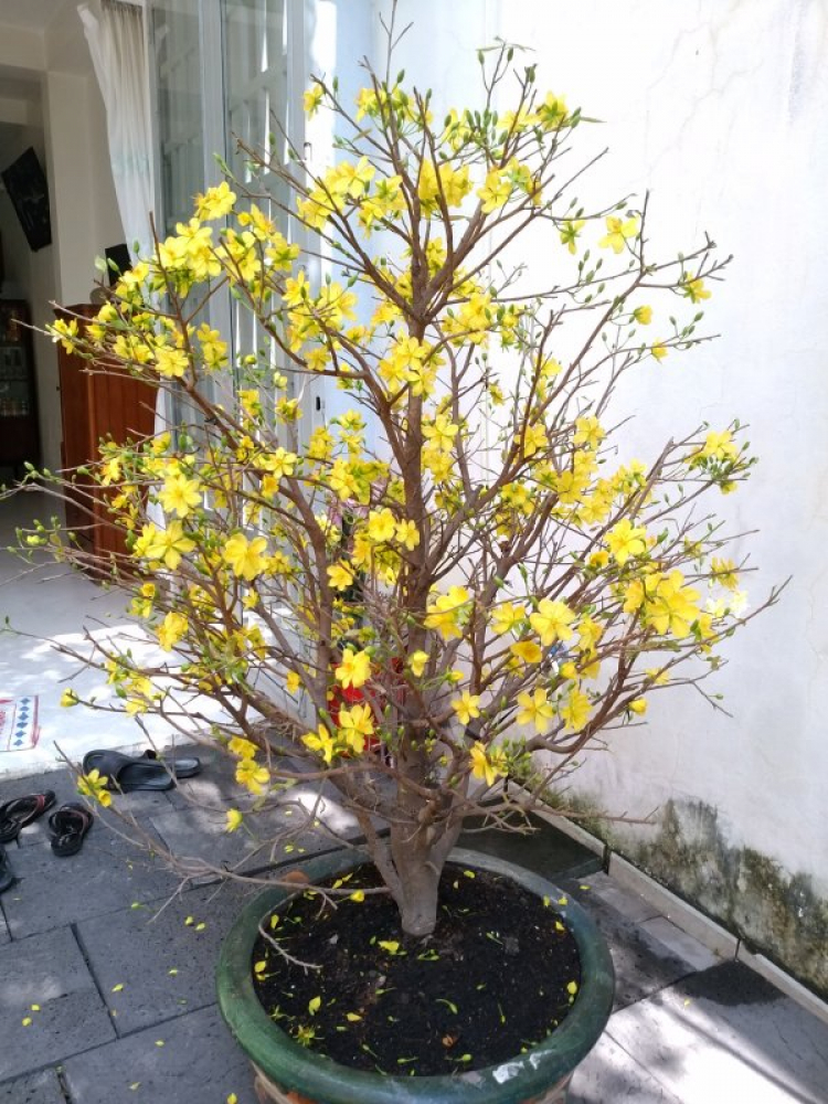 Mai tết Mai tết