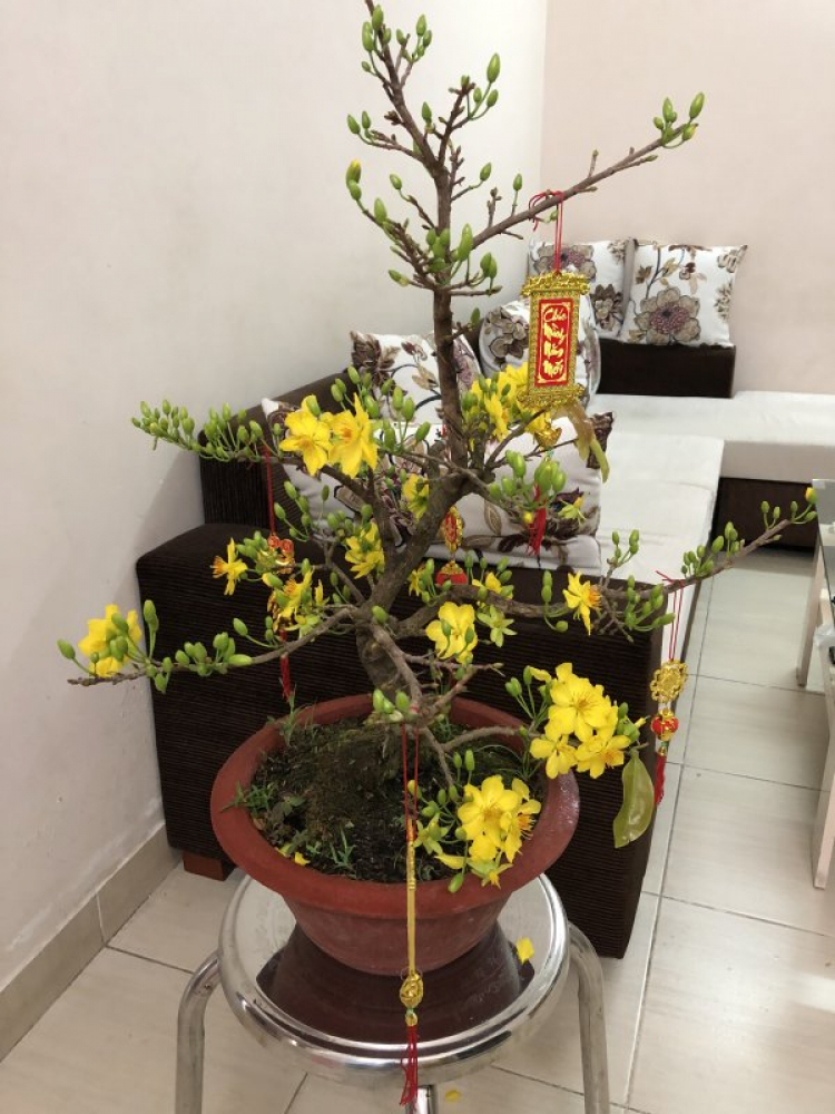 Mai tết Mai tết