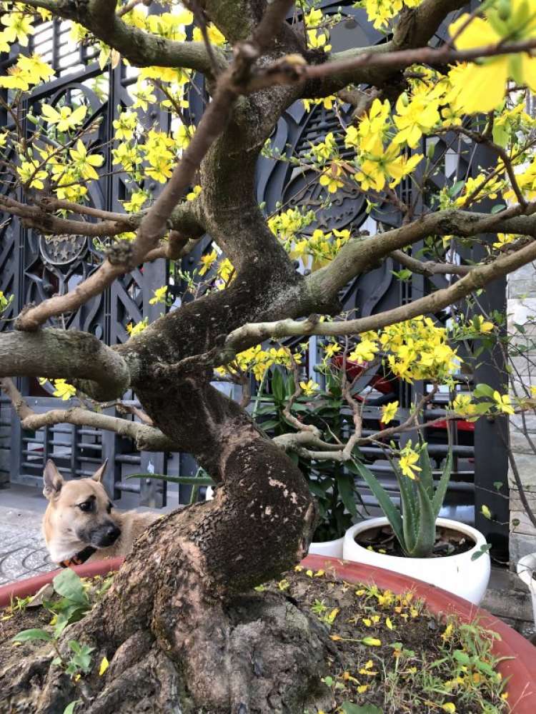 Mai tết Mai tết