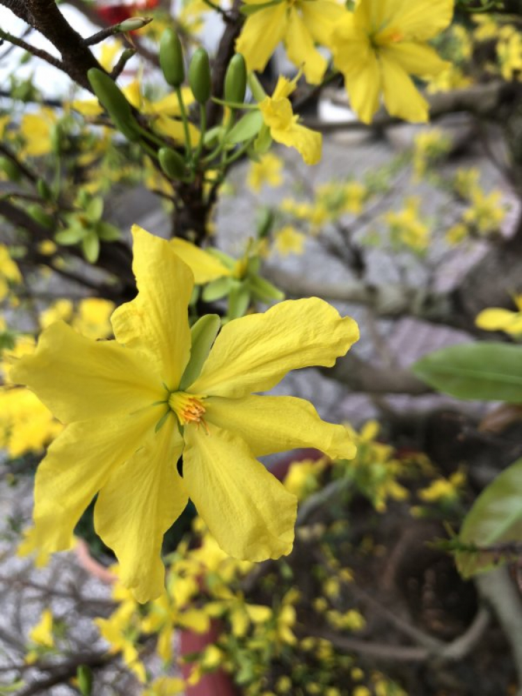 Mai tết Mai tết