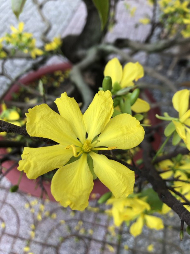 Mai tết Mai tết