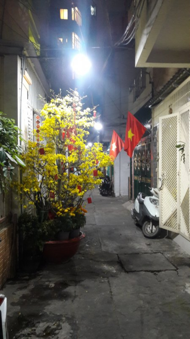 Mai tết Mai tết