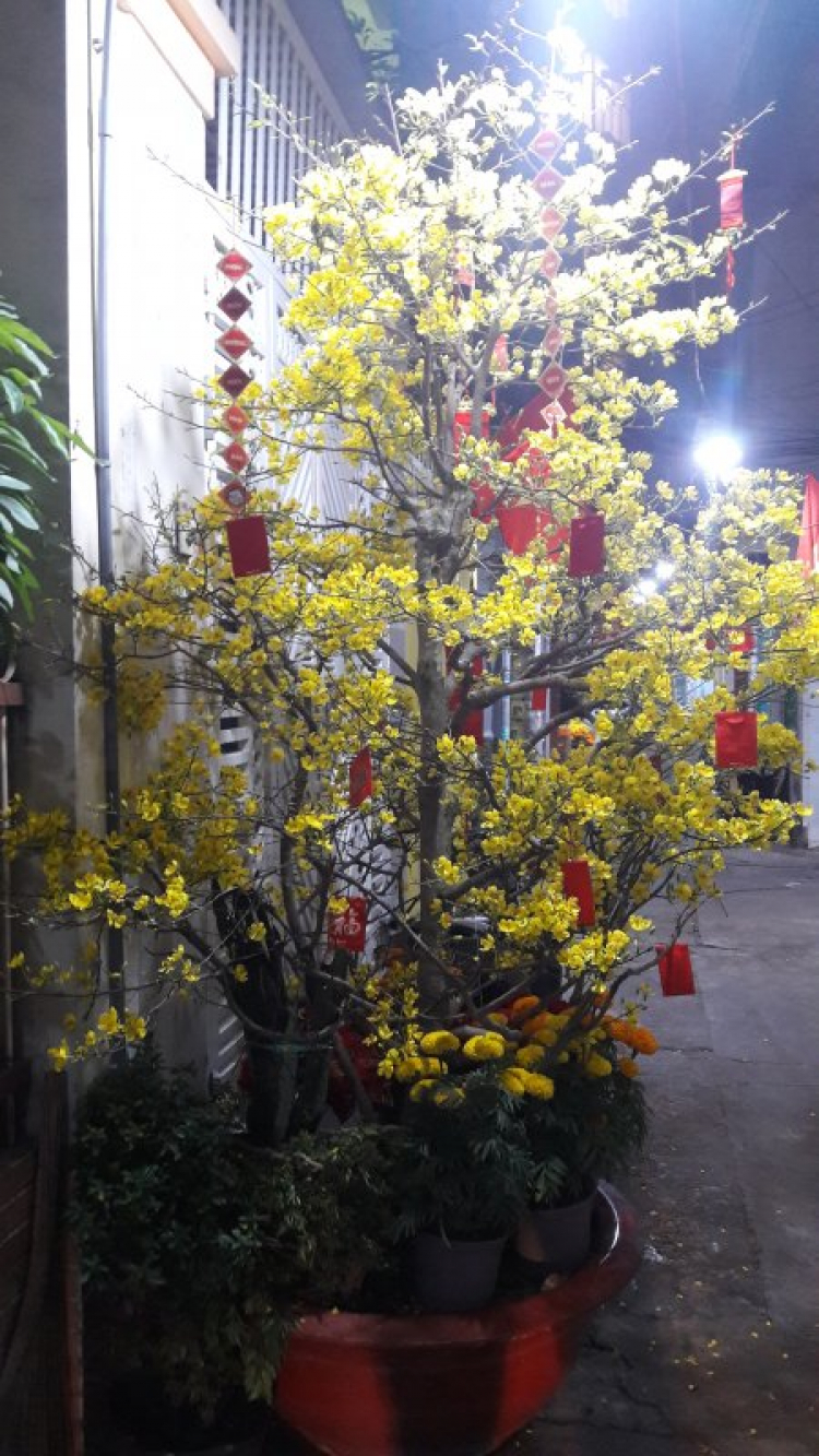 Mai tết Mai tết
