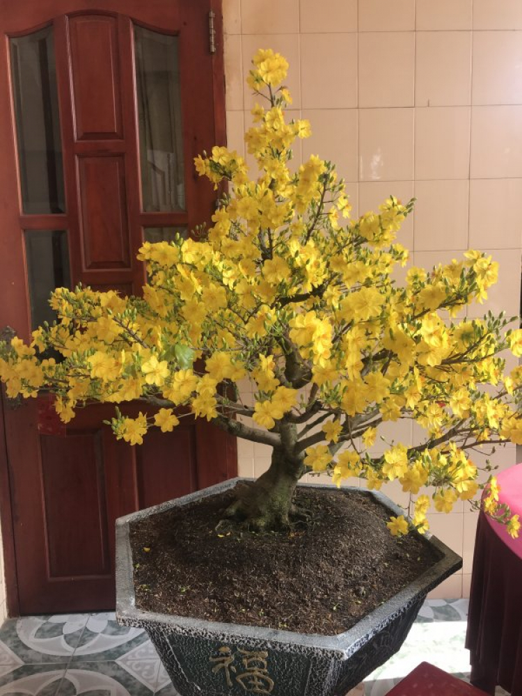 Mai tết Mai tết