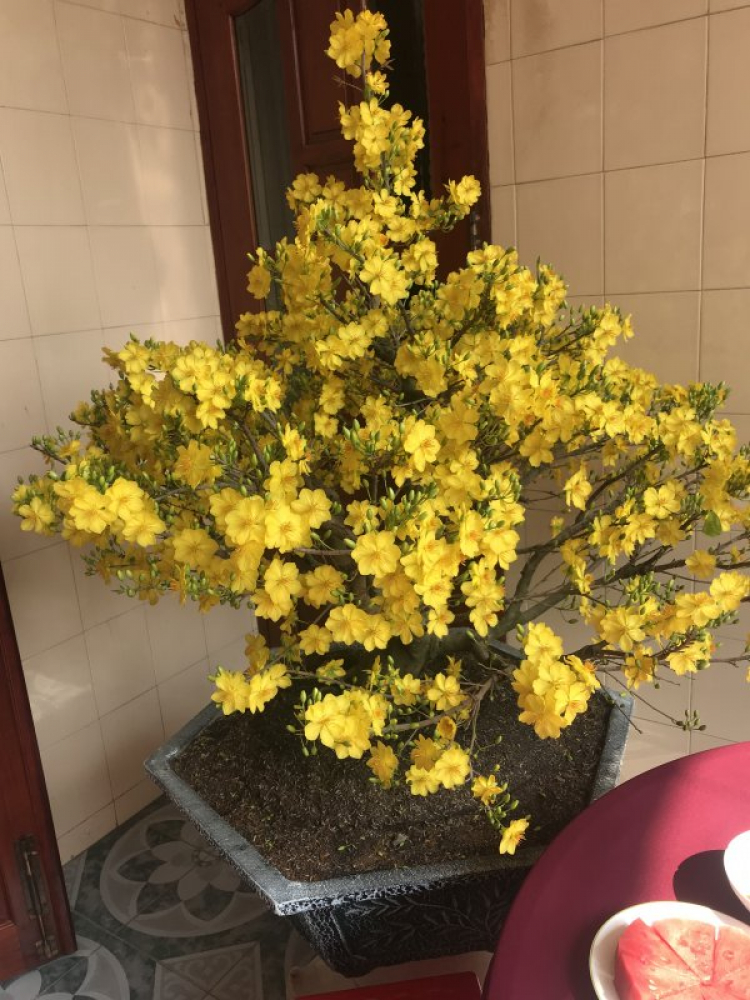 Mai tết Mai tết