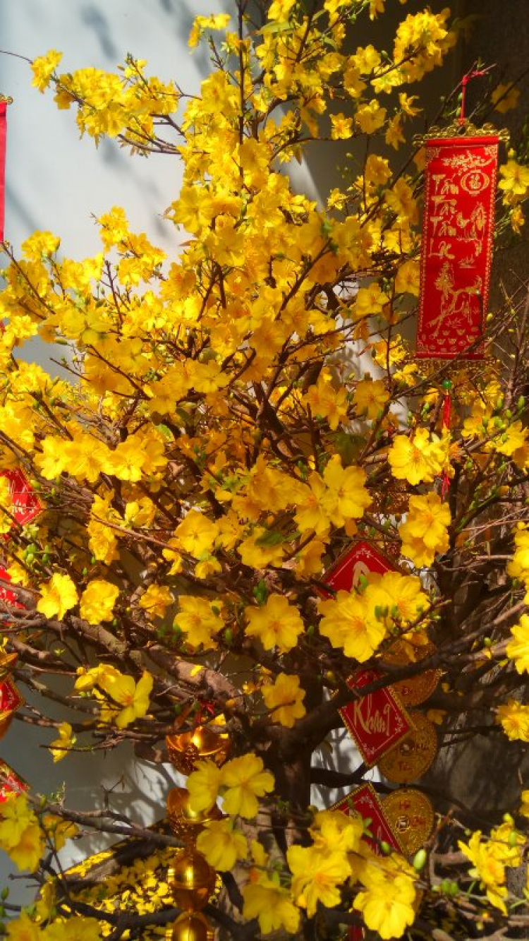 Mai tết Mai tết