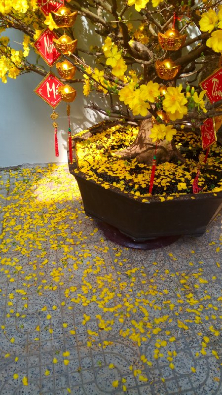 Mai tết Mai tết
