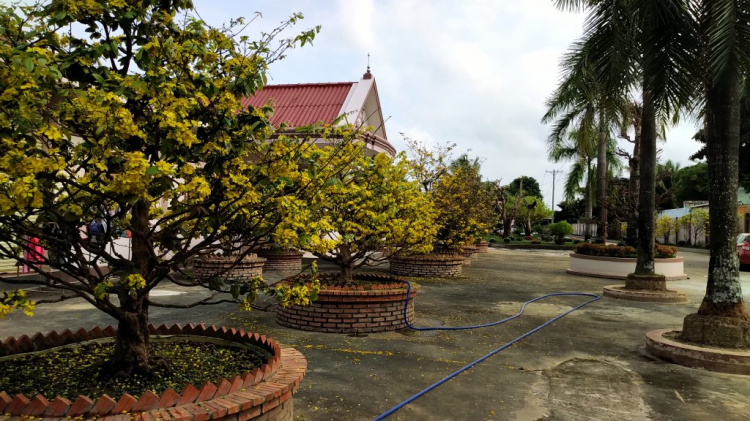 Mai tết Mai tết