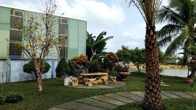 Mai tết Mai tết