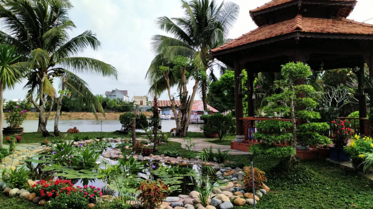 Mai tết Mai tết