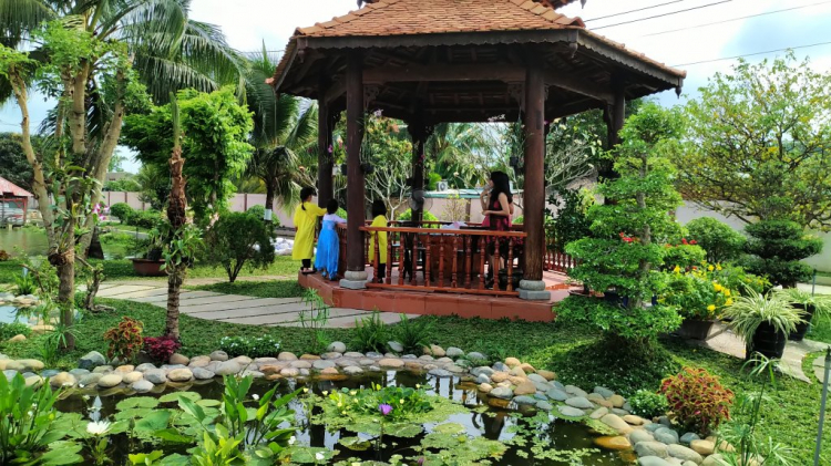 Mai tết Mai tết