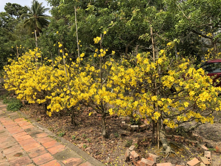 Mai tết Mai tết