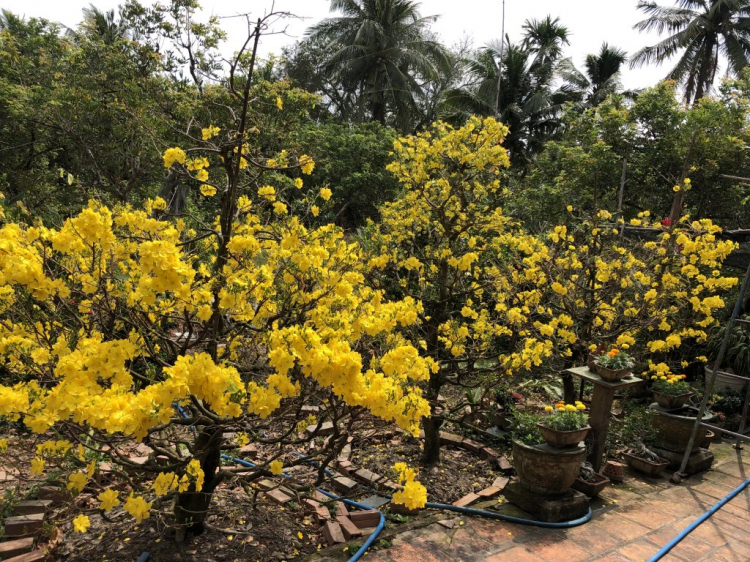 Mai tết Mai tết