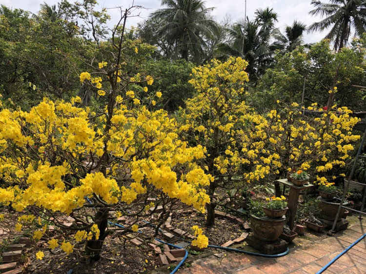 Mai tết Mai tết