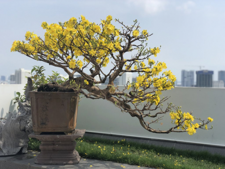 Mai tết Mai tết