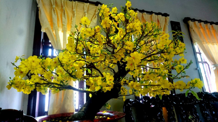 Mai tết Mai tết