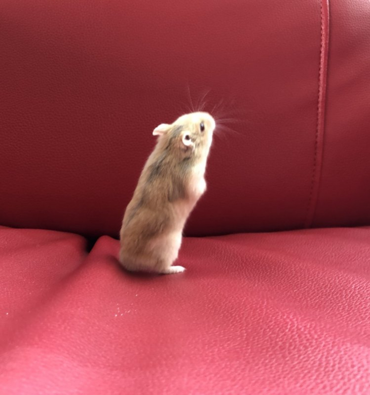 Mai tết Mai tết