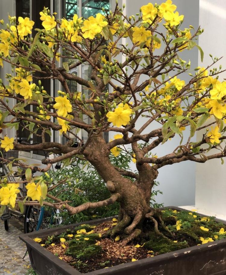 Mai tết Mai tết