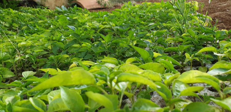 Đi chơi Đà lạt ngày Tết Đi chơi Đà lạt ngày Tết