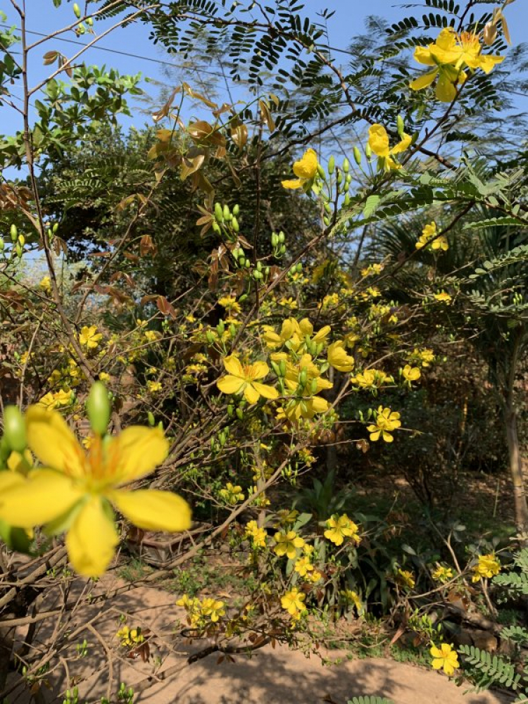 chia sẻ vài hình ảnh du xuân kỷ hợi 2019 chia sẻ vài hình ảnh du xuân kỷ hợi 2019