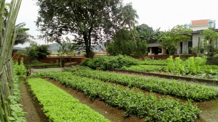 chia sẻ vài hình ảnh du xuân kỷ hợi 2019 chia sẻ vài hình ảnh du xuân kỷ hợi 2019