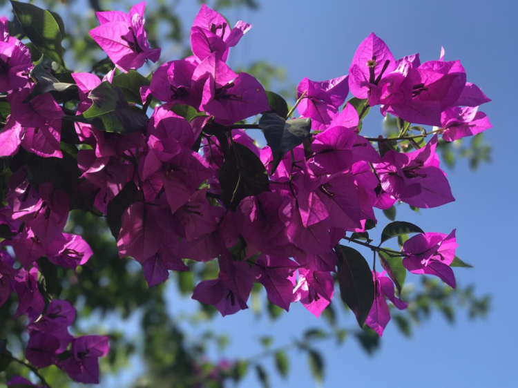 chia sẻ vài hình ảnh du xuân kỷ hợi 2019 chia sẻ vài hình ảnh du xuân kỷ hợi 2019