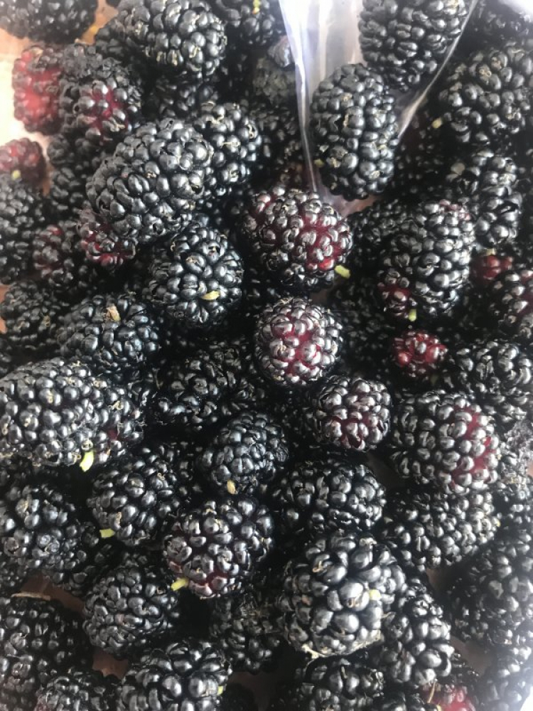 chia sẻ vài hình ảnh du xuân kỷ hợi 2019 chia sẻ vài hình ảnh du xuân kỷ hợi 2019