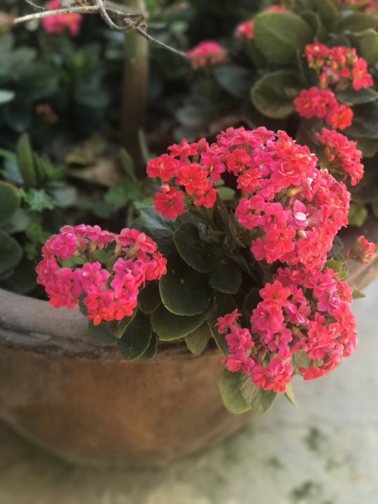 chia sẻ vài hình ảnh du xuân kỷ hợi 2019 chia sẻ vài hình ảnh du xuân kỷ hợi 2019