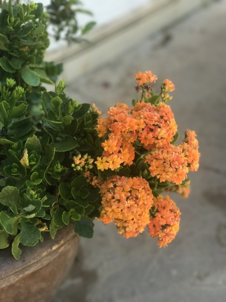 chia sẻ vài hình ảnh du xuân kỷ hợi 2019 chia sẻ vài hình ảnh du xuân kỷ hợi 2019