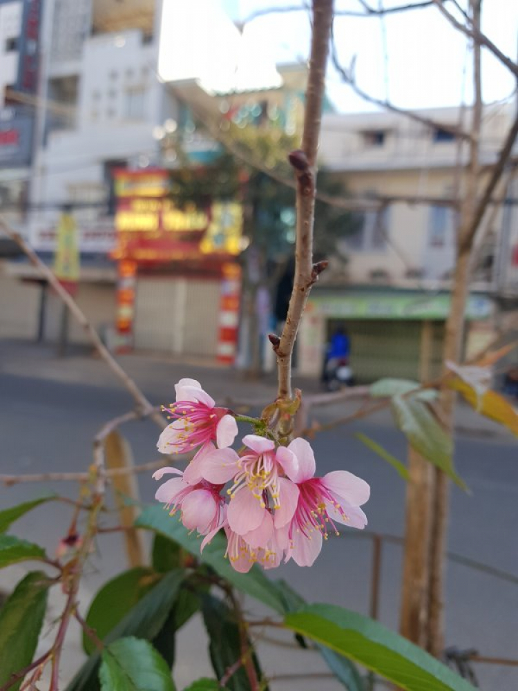 Đi chơi Đà lạt ngày Tết