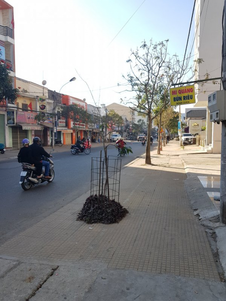 Đi chơi Đà lạt ngày Tết