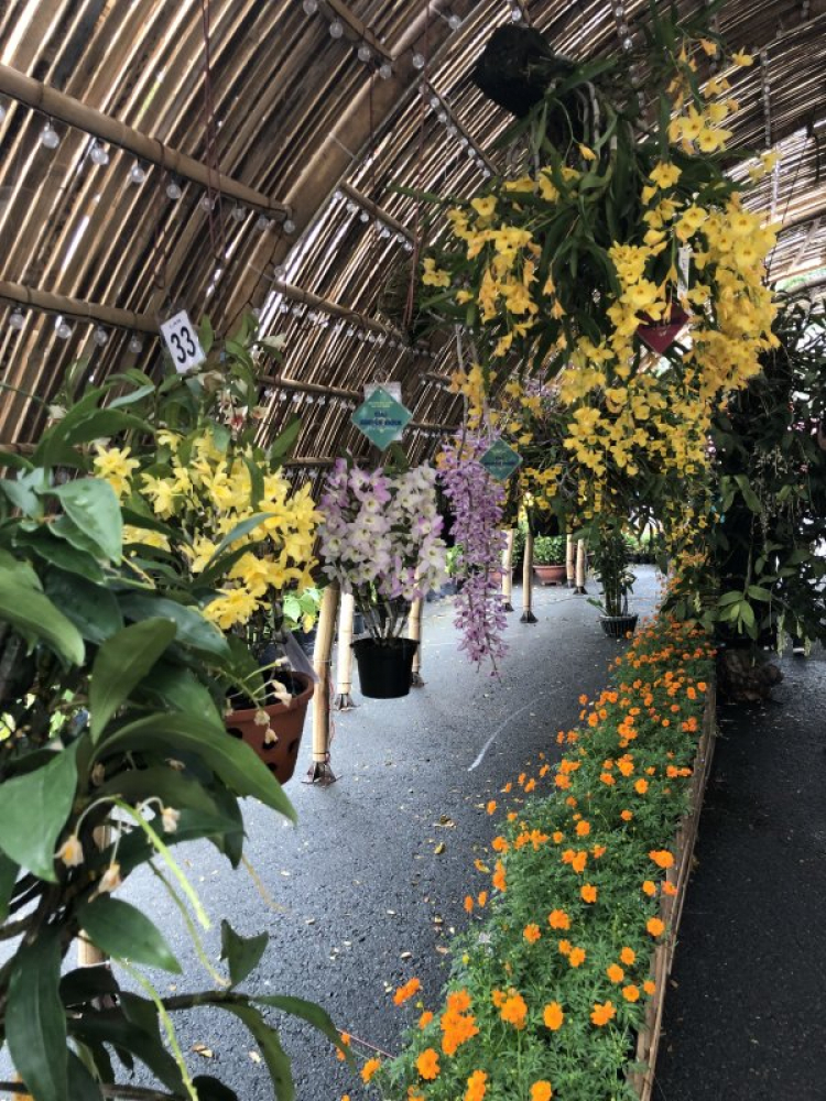 chia sẻ vài hình ảnh du xuân kỷ hợi 2019 chia sẻ vài hình ảnh du xuân kỷ hợi 2019