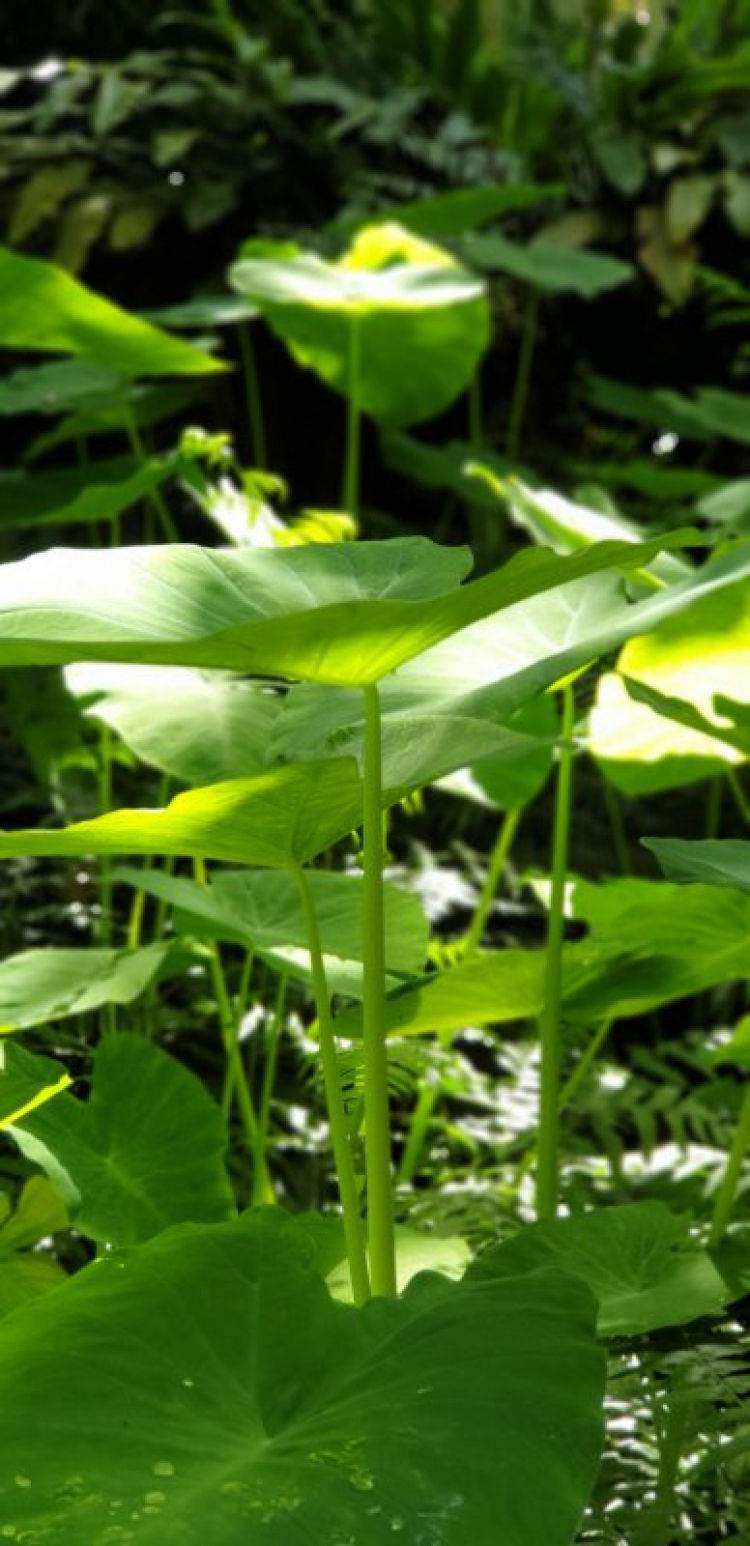 Mun ., ơi, a chụp Micro Mun ., ơi, a chụp Micro