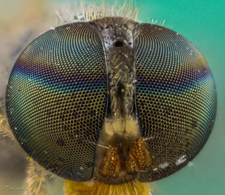 Mun ., ơi, a chụp Micro Mun ., ơi, a chụp Micro