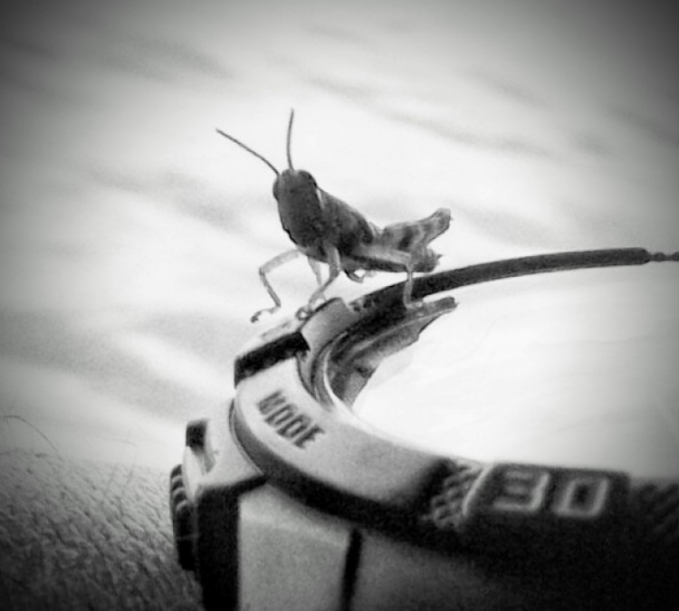 Mun ., ơi, a chụp Micro Mun ., ơi, a chụp Micro