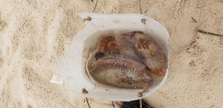 Mời các bác khoe ảnh đẹp trong những chuyến du Xuân Kỷ Hợi 2019 Mời các bác khoe ảnh đẹp trong những chuyến du Xuân Kỷ Hợi 2019
