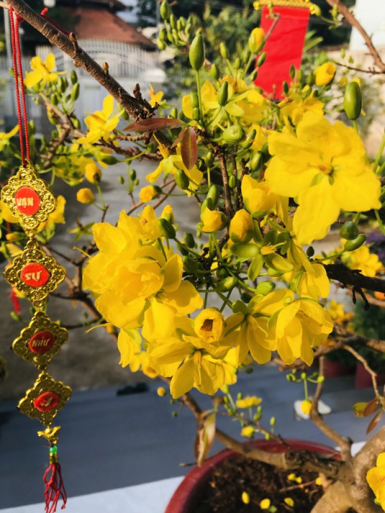Mời các bác khoe ảnh đẹp trong những chuyến du Xuân Kỷ Hợi 2019 Mời các bác khoe ảnh đẹp trong những chuyến du Xuân Kỷ Hợi 2019