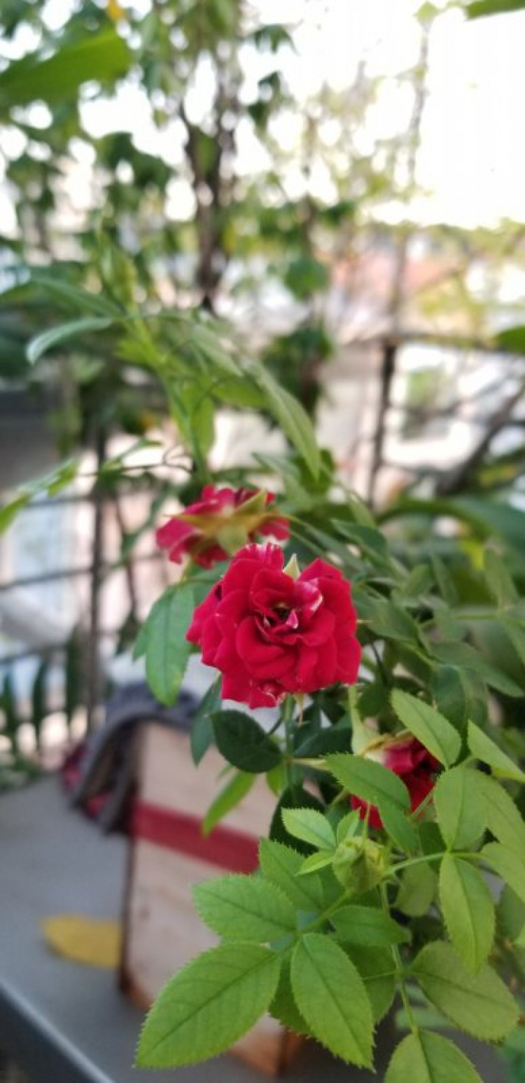 Valentine nên tặng gì cho vợ? Valentine nên tặng gì cho vợ?