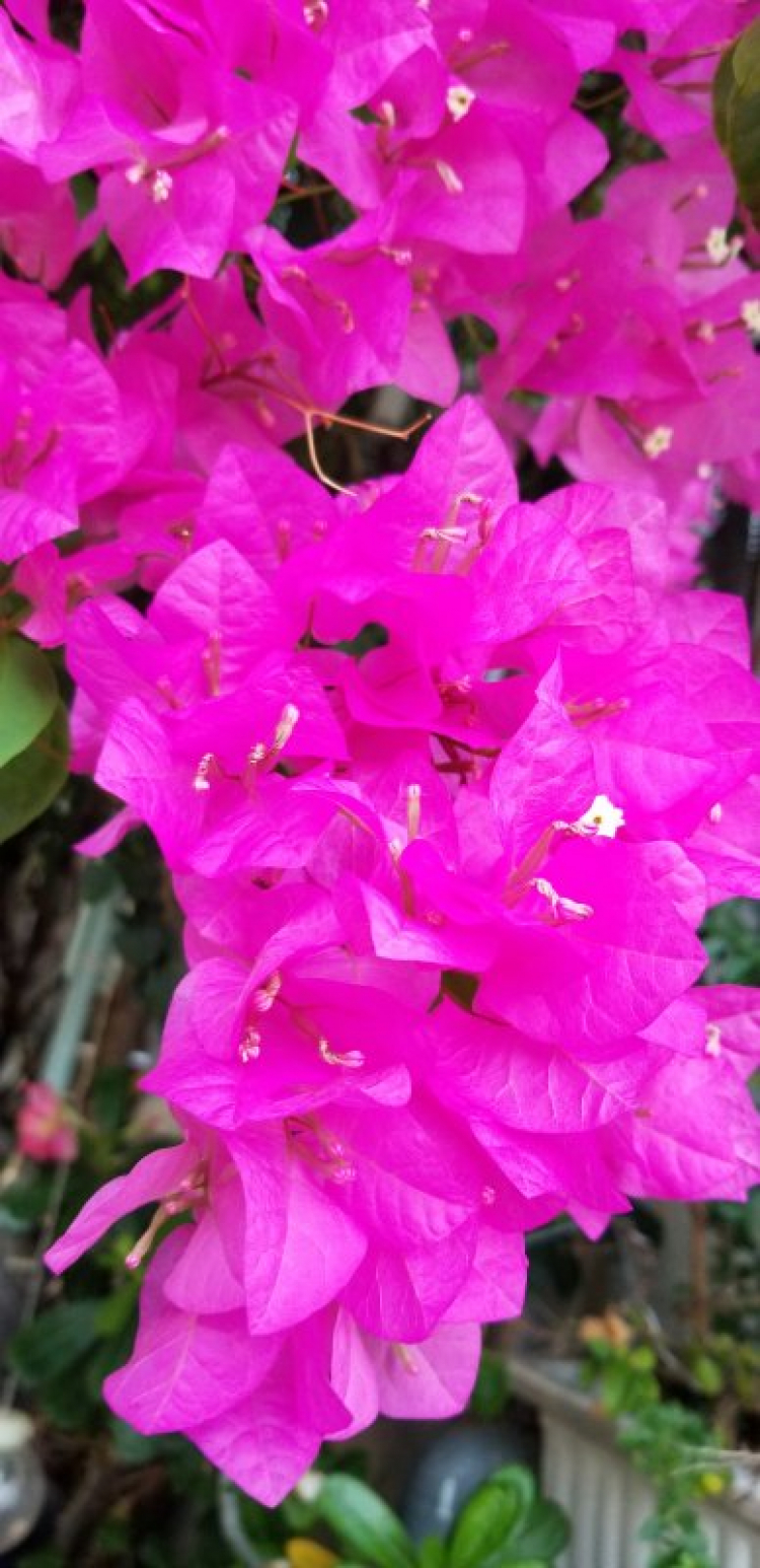 Valentine nên tặng gì cho vợ? Valentine nên tặng gì cho vợ?