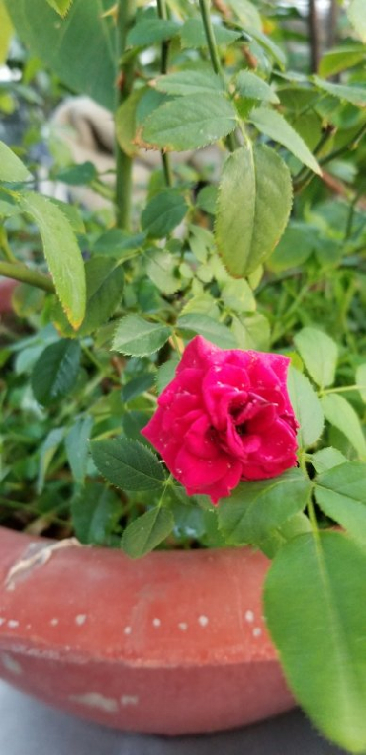 Valentine nên tặng gì cho vợ? Valentine nên tặng gì cho vợ?