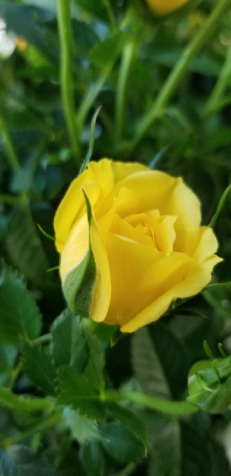Valentine nên tặng gì cho vợ? Valentine nên tặng gì cho vợ?